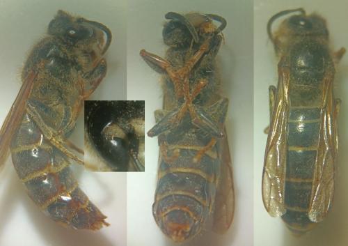Dolichovespula media
